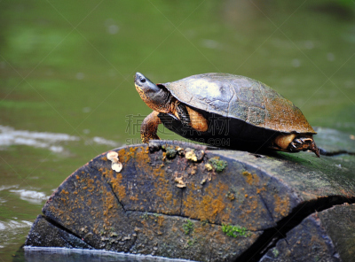 龟河,哥斯达黎加,tortuguero national park,托尔图格诺,凹陷的,海龟,野生动物,水平画幅,无人,野外动物