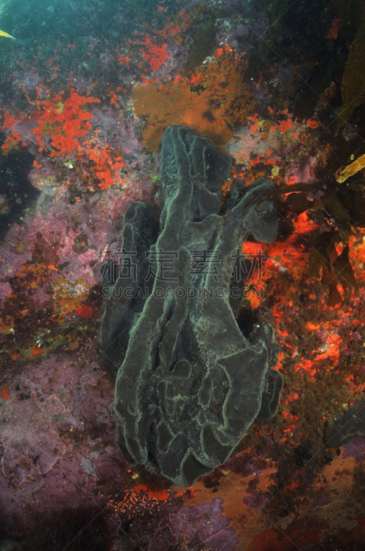 灰海绵,洛基礁,垂直画幅,灰色,岩石,银色,水下,南,海洋,新西兰