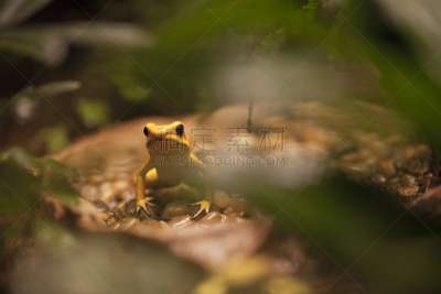 金毒蛙,golden frog,箭毒蛙,留白,稀缺,水平画幅,无人,动物身体部位,热带雨林,野外动物