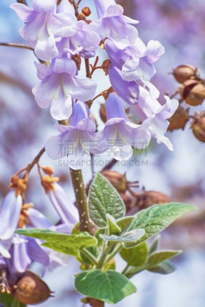 泡桐,荧光灯,花序,自然,垂直画幅,无人,春天,植物,环境,花头