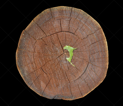 横截面,cork tree,褐色,水平画幅,无人,衰老过程,平视角,古老的,特写,黑色背景
