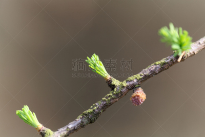 针叶,美洲落叶松,青年人,美,水平画幅,无人,户外,云杉,针叶树,特写