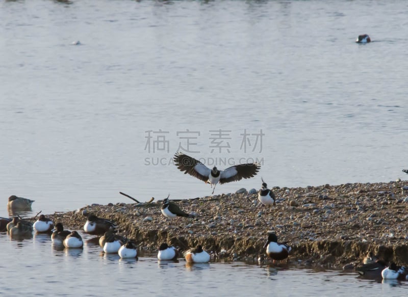 麦鸡亚科,水平画幅,银行,肯特,肯特岛,鸟类,英格兰,观鸟,户外,湖