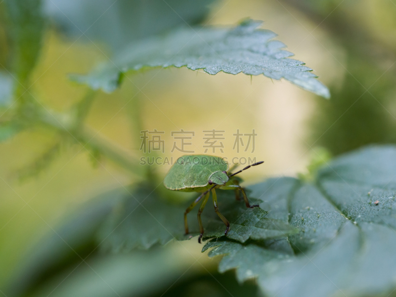 红尾碧蝽,幼虫,盾蝽,欧洲,野生动物,环境,异翅亚目,甲虫,小的,动物