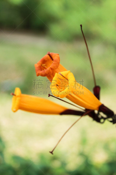 茉莉,Cork Tree,紫薇科树,小号,自然,垂直画幅,橙色,建筑,树,花