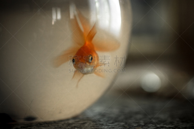 金鱼,室外地滚球,水,水平画幅,无人,鱼类,摄影