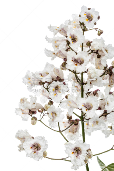 花朵,白色背景,分离着色,雪茄,自然,垂直画幅,太空,美,无人,巨大的