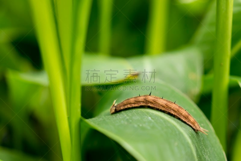 蝴蝶,巨大的,卡利戈门农蝶,一只动物,猫头鹰,农业,鳞翅类,毛虫,翅膀,小的