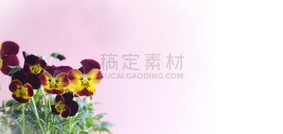 三色紫罗兰,农业,清新,花盆,春天,植物,夏天,园艺,日本,礼物