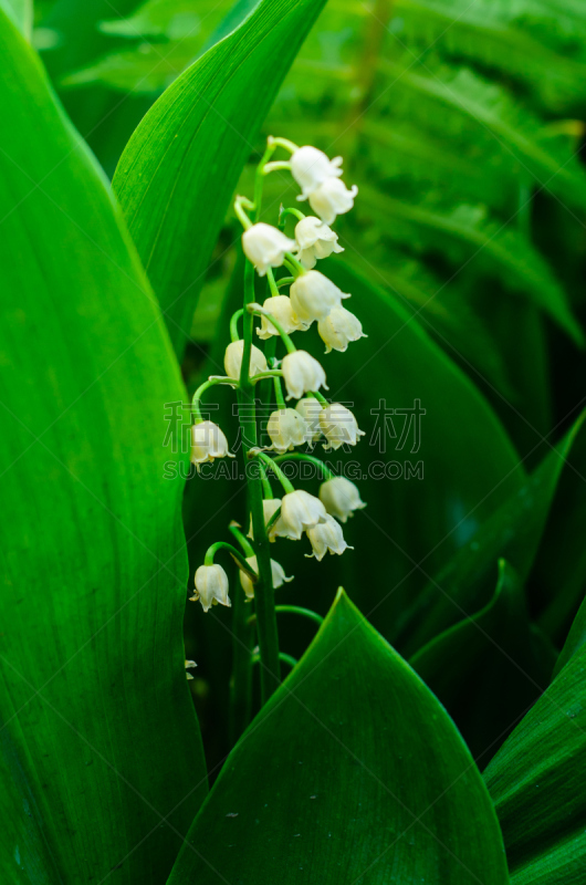 园林,花朵,铃兰,垂直画幅,芳香的,枝繁叶茂,夏天,花束,白色,植物学