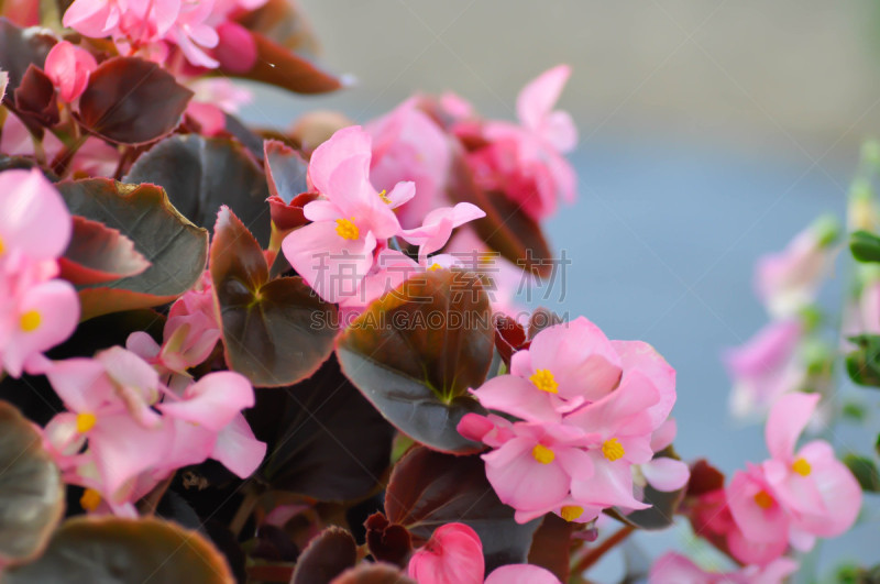 秋海棠,粉色,泰国,图像,花粉,雄蕊,四季海棠,叶子,无人,植物