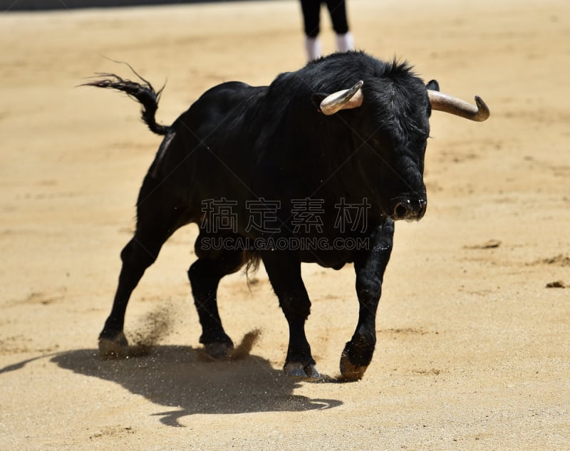 公牛,水平画幅,注视镜头,沙子,斗牛士,无人,传统,动物身体部位,风险,户外