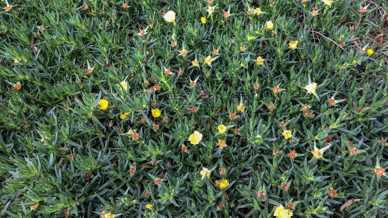 野花,草坪,草,春天,植物,背景,夏天,户外,贝雅区,花坛