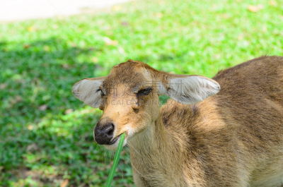 brow-antlered deer,接力赛,自然,机敏,褐色,野生动物,水平画幅,户外,草,鹿