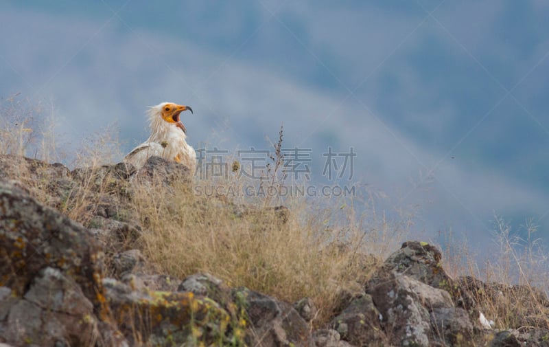 egyptian vulture,自然,野生动物,食肉鸟,动物嘴,水平画幅,张着嘴,无人,牛皮,鸟类