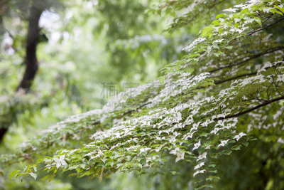 山茱萸,自然,水平画幅,绿色,无人,京畿道,夏天,户外,野生植物,野花