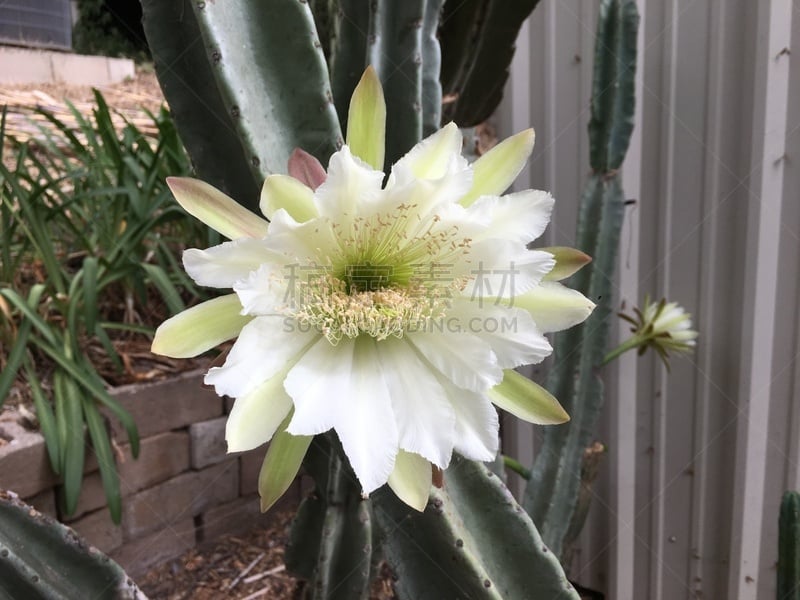 仙人掌,花头,仅一朵花,活力,纹理效果,蒙特西托,与众不同,色彩鲜艳,植物,户外