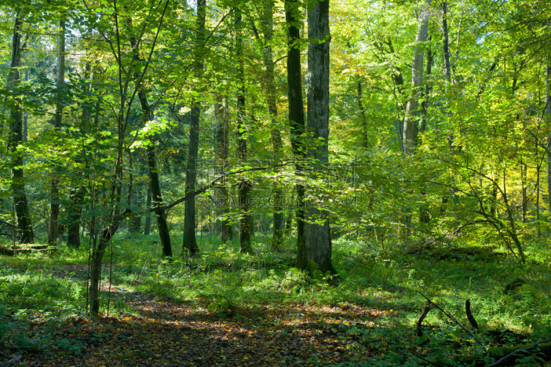 落叶树,秋天,bialowieza forest,水平画幅,枝繁叶茂,无人,户外,树林,小路,著名景点