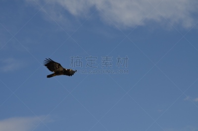 金雕,高处,天空,捕猎行为,翎毛,鹰爪,图像,水平画幅,加拿大,食肉鸟
