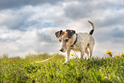 狗,杰克拉瑟短腿犬,狗链,平尾鲹,小的,小路,发型,猎犬,长的,跟随