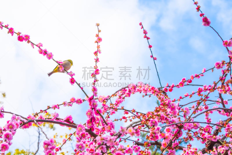 梅花,海角白眼鸟,自然界的状态,鸟类,春天,李树,京都府,植物,李子,户外