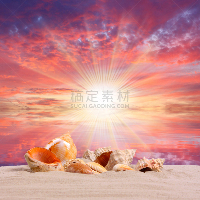 贝壳,海滩,鸡尾酒,旅途,热,热带气候,印度洋,动物,海鱼,海螺
