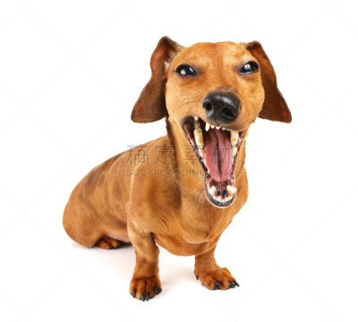 腊肠犬,狗,yap,可爱的,纯种犬,背景分离,肖像,帕瓦仪式,动物嘴,动物