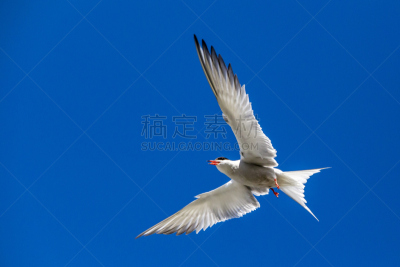 燕鸥,天空,白色,水平画幅,无人,蓝色,家燕,鸟类,户外,海洋