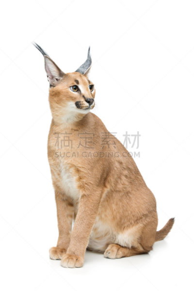 狞獾,山猫,白色,分离着色,自然美,6到11个月,垂直画幅,留白,可爱的,生物