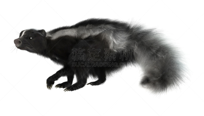 白色,臭鼬,数码图形,三维图形,自然,机敏,野生动物,毛皮,水平画幅,可爱的