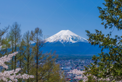 富士山,地形,樱桃,高台庙,吉野樱花,亚洲樱桃树,里山,水平画幅,枝繁叶茂,樱花