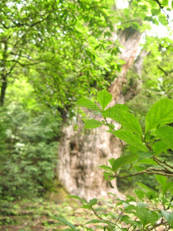 日本,屋久岛,绿色,地形,2010,25街,与众不同,秘密,环境,枝繁叶茂