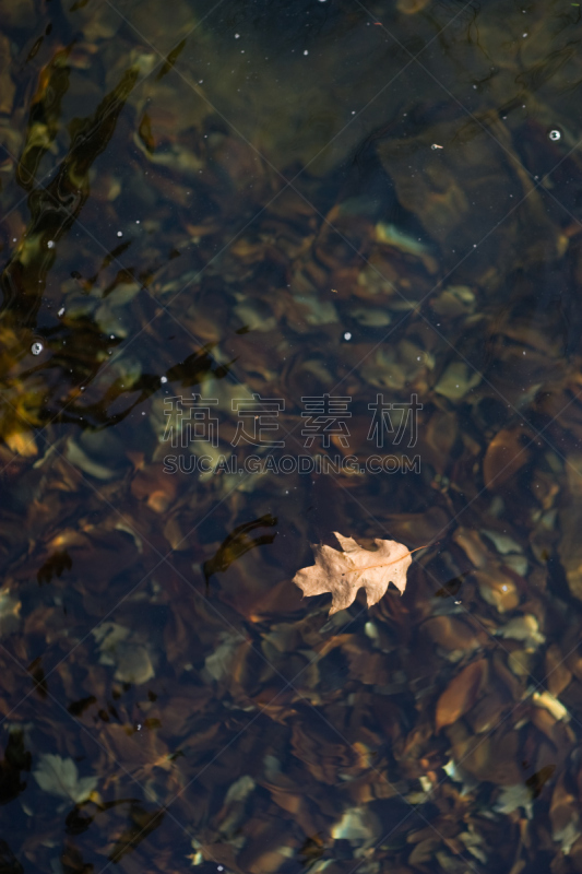橡树叶,河流,垂直画幅,水,无人,九月,环境损害,户外,静水