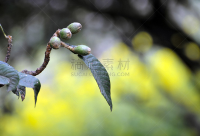 水果,枇杷,水平画幅,无人,维生素,户外,特写,农作物,花蕾,植物