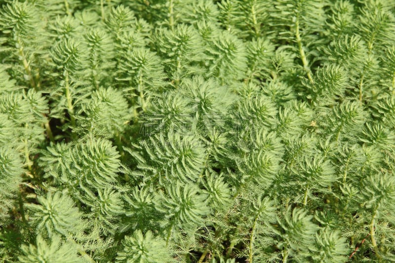 海草,背景,在下面,留白,水生植物,水平画幅,无人,水下,活力,非凡的