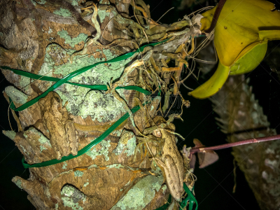 蛙,褐色,水平画幅,夜晚,蜥蜴,动物身体部位,野外动物,手电筒,特写,雨林