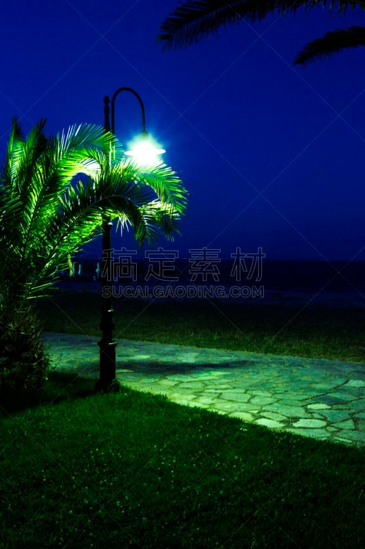 棕榈树,海洋大道,南部海滩,垂直画幅,夜晚,无人,椰子树,夏天,霓虹灯