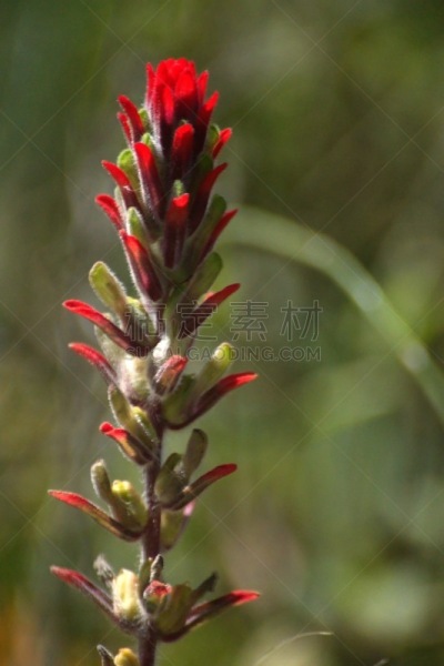火焰草属,自然,红色,拉丁美洲,鲜花盛开,垂直画幅,图像,厄瓜多尔,花头,无人