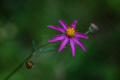 紫色,星形,水平画幅,紫苑,动物身体部位,夏天,户外,草,特写,明亮