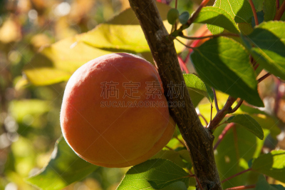 细胞核,水平画幅,水果,杏,女阴,抗氧化物,甜食,杏仁,杏树类,β-胡萝卜素
