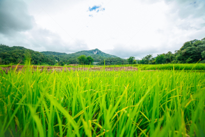 田地,稻,艺术,水平画幅,巴厘岛,无人,传统,巴拿威,户外,水稻梯田