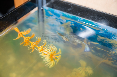 鱼类,水族馆,小的,方形画幅,可爱的,自然,黄色,摩尔多瓦共和国,图像,水母