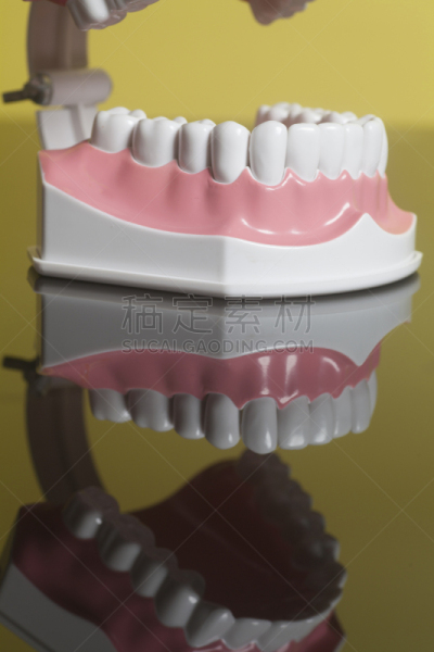模型,口腔卫生,人的牙齿,垂直画幅,喉咙,形状,牙医,颌骨,塑胶,干净