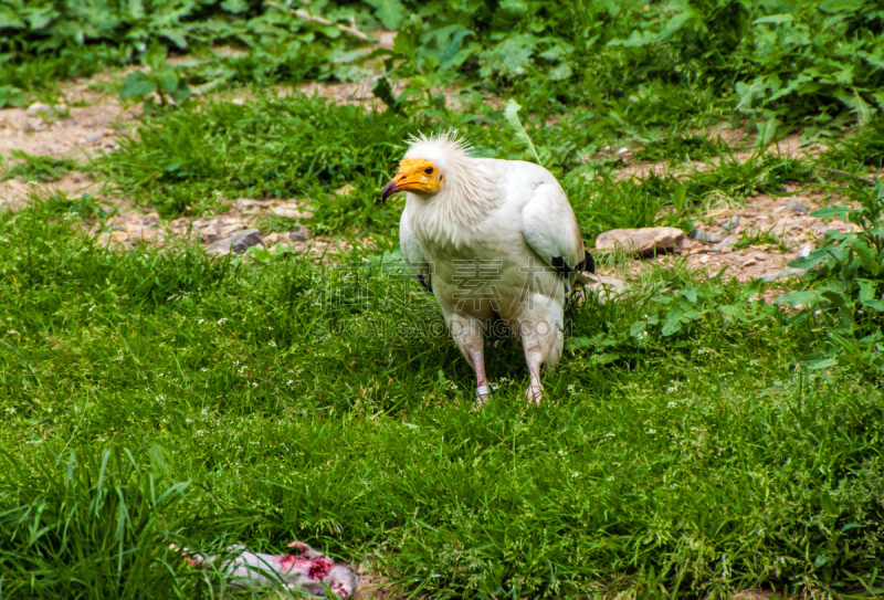 egyptian vulture,自然,野生动物,食肉鸟,水平画幅,鸟类,埃及,残酷的,野外动物,肖像