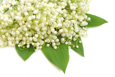 铃兰,留白,水平画幅,绿色,无人,白色背景,野生植物,仅一朵花,百合花,自然美