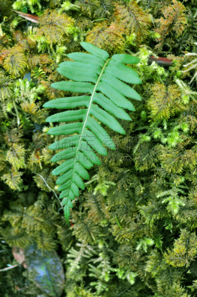 甘草蕨,苔藓,甘草类,自然,垂直画幅,植物,绿色,无人,复叶,蕨类
