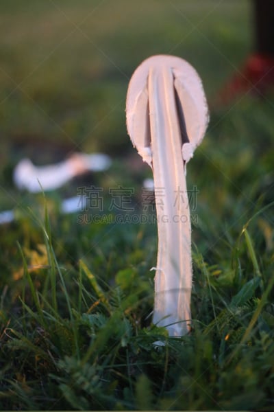 基粒间片层,菌腮,植物叶柄,垂直画幅,选择对焦,夜晚,无人,泥土,异国情调,户外