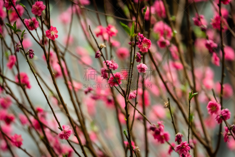 樱花,图像聚焦技术,选择对焦,水平画幅,无人,日本,目黒区,目黑河,户外,春天