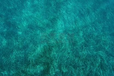 草,海底,地中海,海王神,赫罗纳省,自然界的状态,环境,环境保护,海草,水生动植物