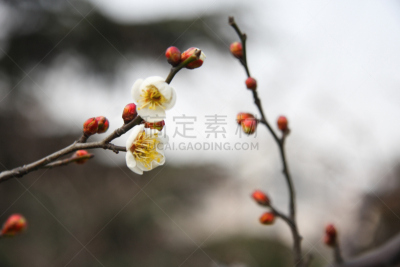 冬天,梅花,上海,两个物体,两个人,数字2,两只动物,开端,花朵,枝